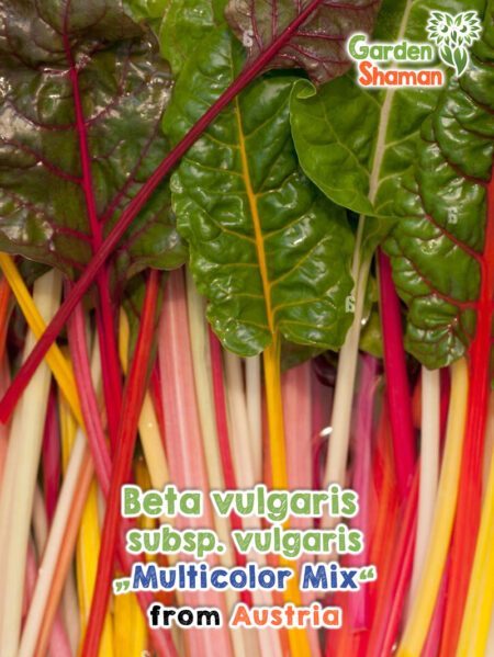 Beta vulgaris subsp. vulgaris Multicolor Mix Graines