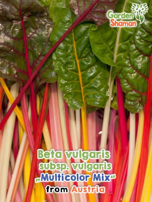 Beta vulgaris subsp. vulgaris Multicolor Mix Samen seeds