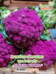 GardenShaman.eu - Brassica oleracea var. botrytis Sicilia Violetto Samen seeds