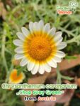 GardenShaman.eu – Chrysanthemum coronarium Chop Suey Green