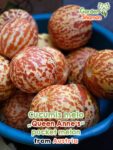 GardenShaman.eu – Cucumis melo Queen Anne’s Pocket Melon