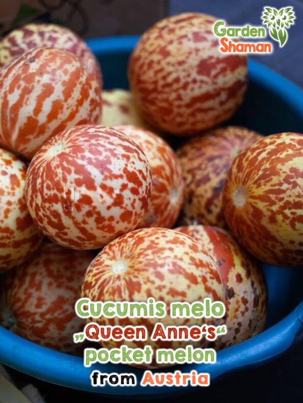 GardenShaman.eu - Cucumis melo Queen Anne's pocket melon Samen seeds