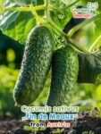 GardenShaman.eu – Cucumis sativus Fin de Meaux