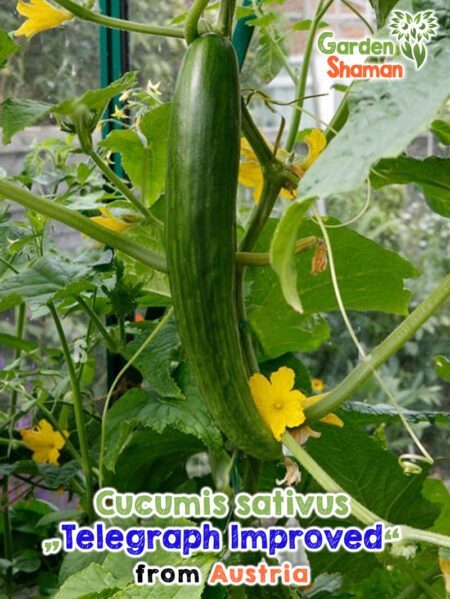 GardenShaman.eu - Cucumis sativus Telegraph Sementes melhoradas sementes