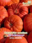 GardenShaman.eu – Cucurbita maxima Vif D’Etampes