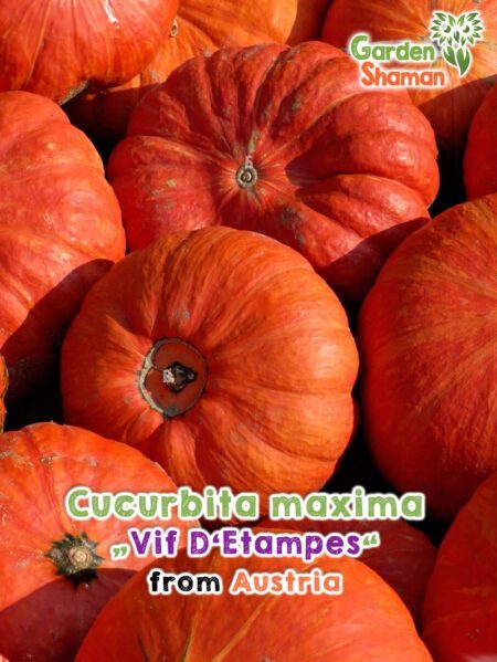 GardenShaman.eu - Cucurbita maxima Rouge vif D'etampes Samen seeds