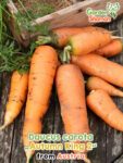 GardenShaman.eu – Daucus carota Autumn King 2