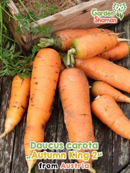 GardenShaman.eu - Daucus carota Autumn King 2 Samen seeds