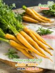 GardenShaman.eu – Daucus carota Solar Yellow