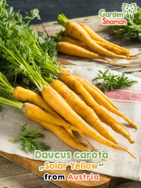 GardenShaman.eu - Daucus carota giallo solare semi semi