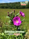 GardenShaman.eu - Epilobium hirsutum seeds Samen