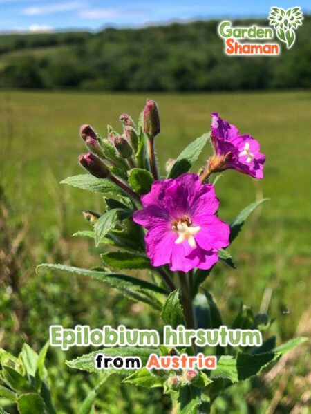 GardenShaman.eu - Semi di Epilobium hirsutum Semi