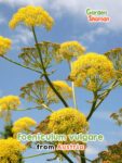 GardenShaman.eu – Foeniculum vulgare