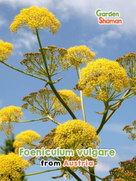 GardenShaman.eu - Foeniculum vulgare Samen seeds