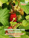 GardenShaman.eu – Fragaria vesca var semperflorens Verbesserte Rügen