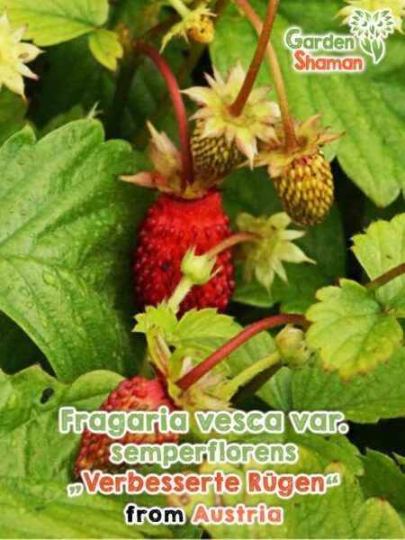 GardenShaman.eu - Fragaria vesca var semperflorens Improved Rügen Seeds sementes