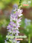 GardenShaman.eu – Galega officinalis