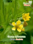 GardenShaman.eu – Geum urbanum