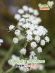 GardenShaman.eu - Gingidia montana Samen seeds