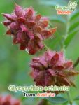 GardenShaman.eu – Glycyrrhiza echinata