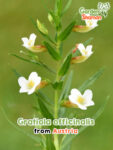 GardenShaman.eu – Gratiola officinalis