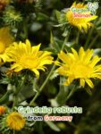 GardenShaman.eu - Grindelia robusta Samen seeds