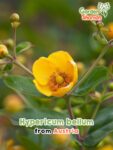 GardenShaman.eu - Hypericum bellum Samen seeds