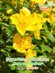 GardenShaman.eu - Hypericum calycinum Rose von Sharon Samen seeds