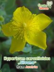 GardenShaman.eu – Hypericum cerastioides Silvana