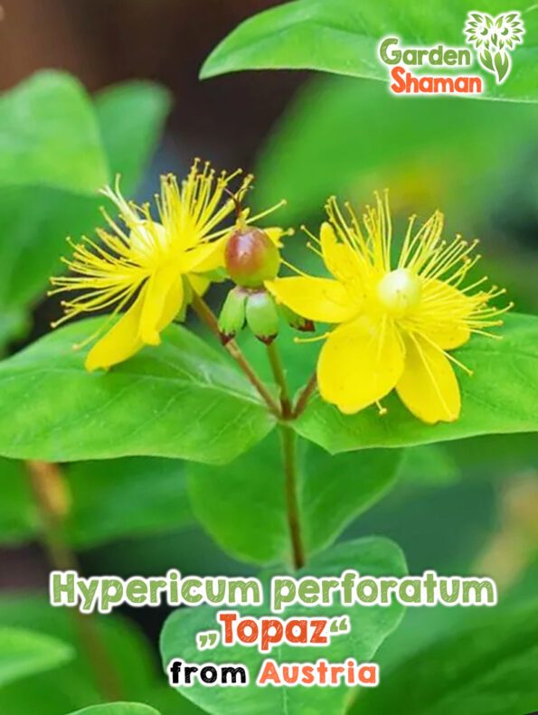 GardenShaman.eu - Hypericum perforatum Topaz Samen seeds