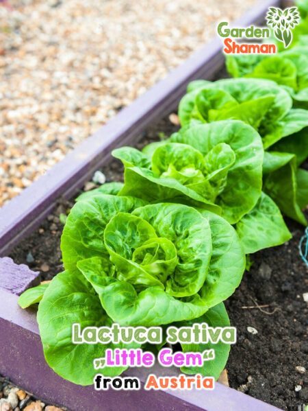 GardenShaman.eu - Lactuca sativa var. longifolia Little Gem Samen seeds