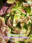 GardenShaman.eu – Lactuca sativa Marvel of Four Seasons