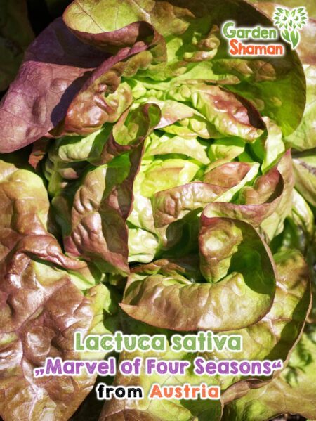 GardenShaman.eu - Lactuca sativa Marvel of Four Seasons Samen seeds