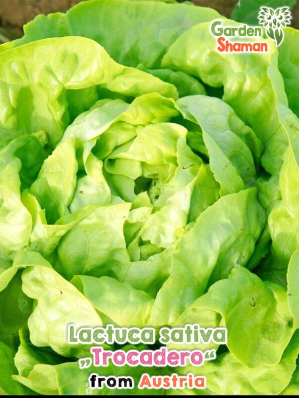 GardenShaman.eu - Lactuca sativa Trocadero Samen seeds