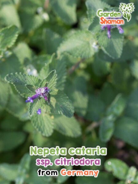 GardenShaman.eu - Nepeta cataria ssp citriodora Samen seeds