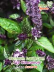 GardenShaman.eu – Ocimum basilicum Typ Cinnamon