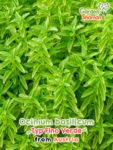 GardenShaman.eu – Ocimum basilicum Typ Fino Verde