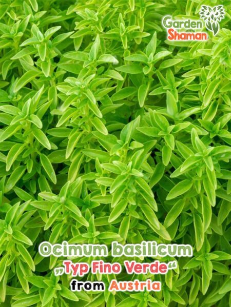 GardenShaman.eu Ocimum basilicum Typ Fino Verde Samen seeds