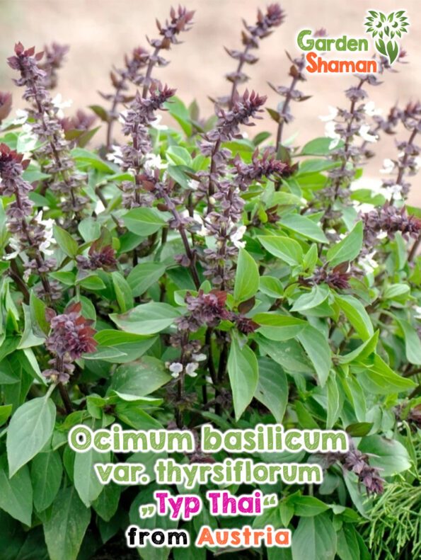 GardenShaman.eu - Ocimum basilicum var thyrsiflorum Typ Thai Samen seeds