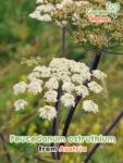 GardenShaman.eu - Peucedanum ostruthium Samen seeds