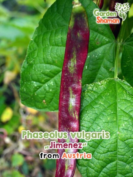 GardenShaman.eu - Phaseolus vulgaris Jimenez semi semi