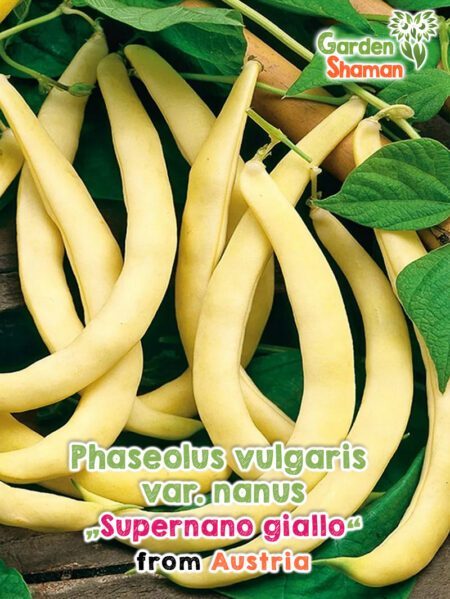 GardenShaman.eu - Phaseolus vulgaris var. nanus Supernano Giallo semi semi