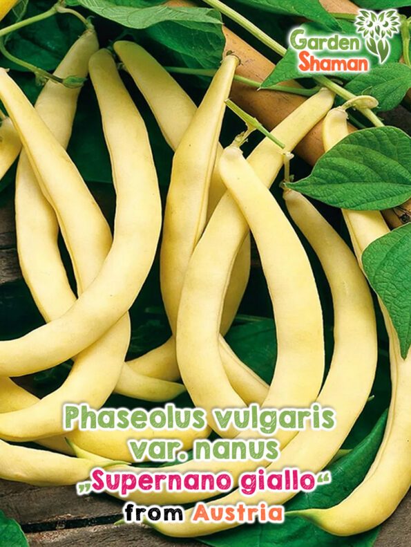 GardenShaman.eu - Phaseolus vulgaris var. nanus Supernano Giallo Samen seeds