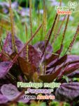 GardenShaman.eu - Plantago major Purpurea Samen seeds