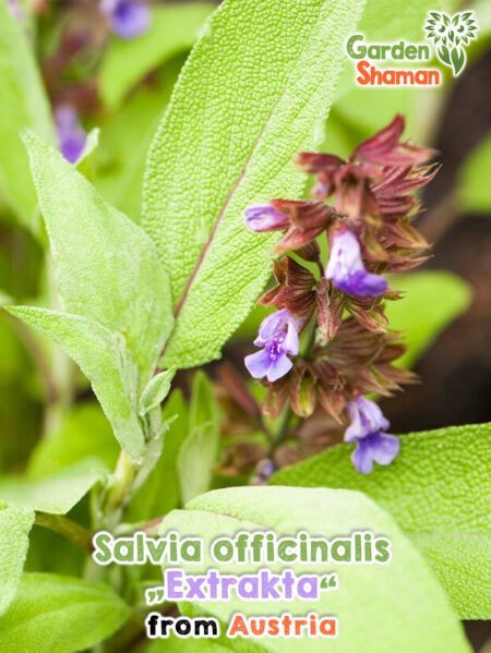 GardenShaman.eu - Salvia officinalis "Extrakta" semi semi