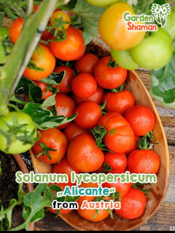 GardenShaman.eu - Solanum lycopersicum Alicante Samen seeds