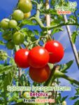 GardenShaman.eu – Solanum lycopersicum Betalux