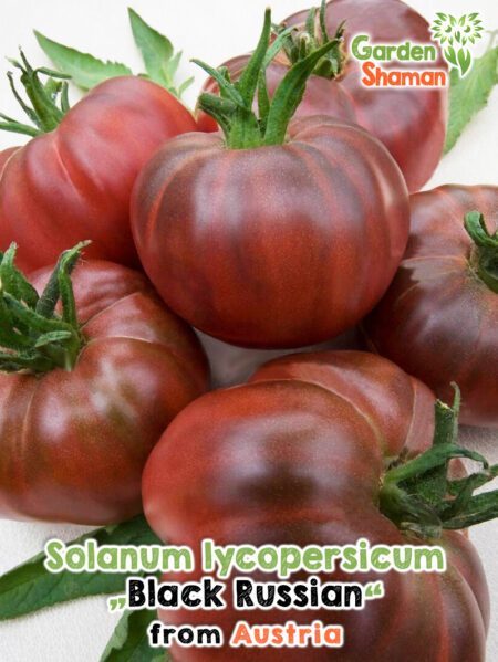 GardenShaman.eu - Solanum lycopersicum Black Russian Samen seeds