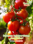 GardenShaman.eu – Solanum lycopersicum Marglobe