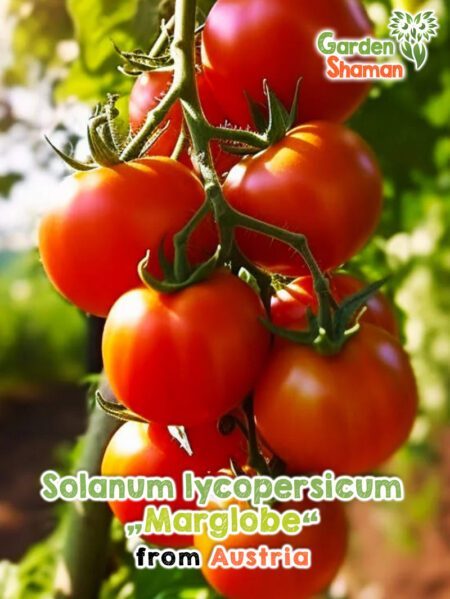 GardenShaman.eu - Solanum lycopersicum Margblobe Samen seeds